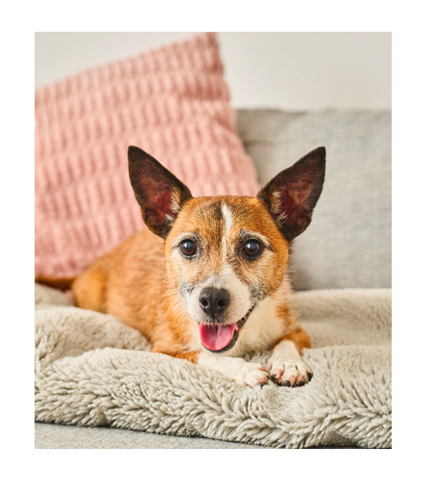 picture of dog laying on a sofa