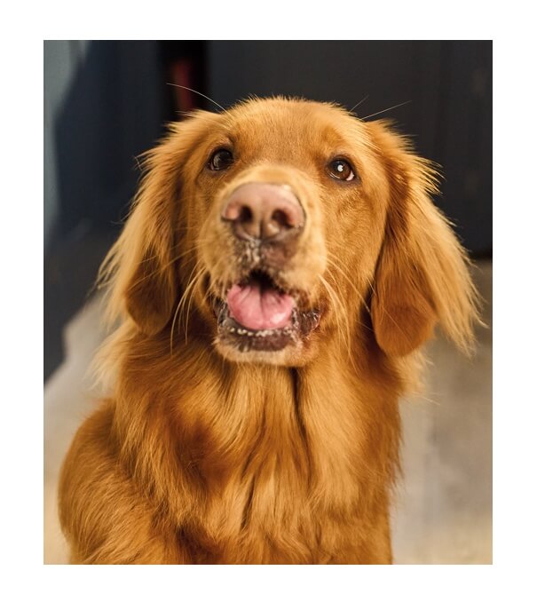 A golden retriever looking towards the camera with a happy expression.