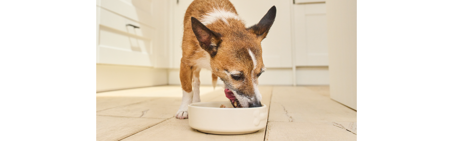a dog eating out of a bowl