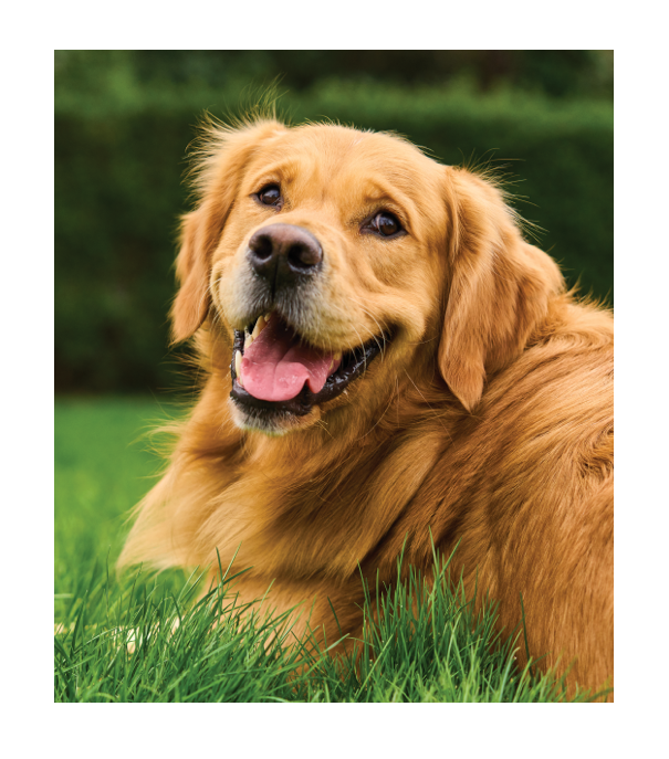 Image of a dog lying on the grass