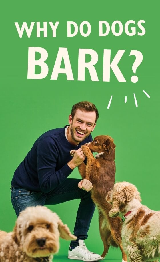 Why do dogs bark? With Rory the vet