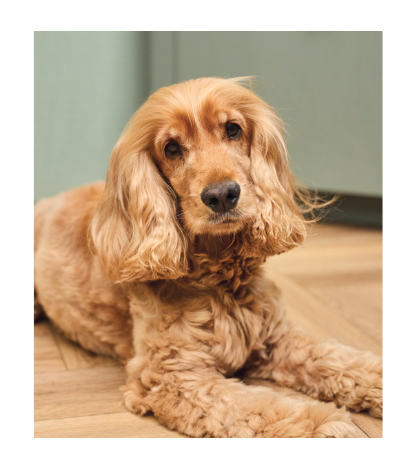 Image of a dog lying on the floor