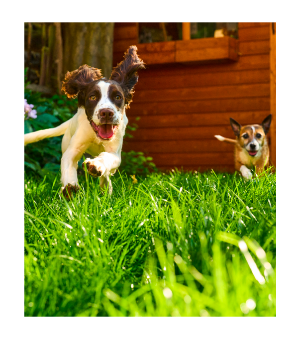 two dogs running in the grass