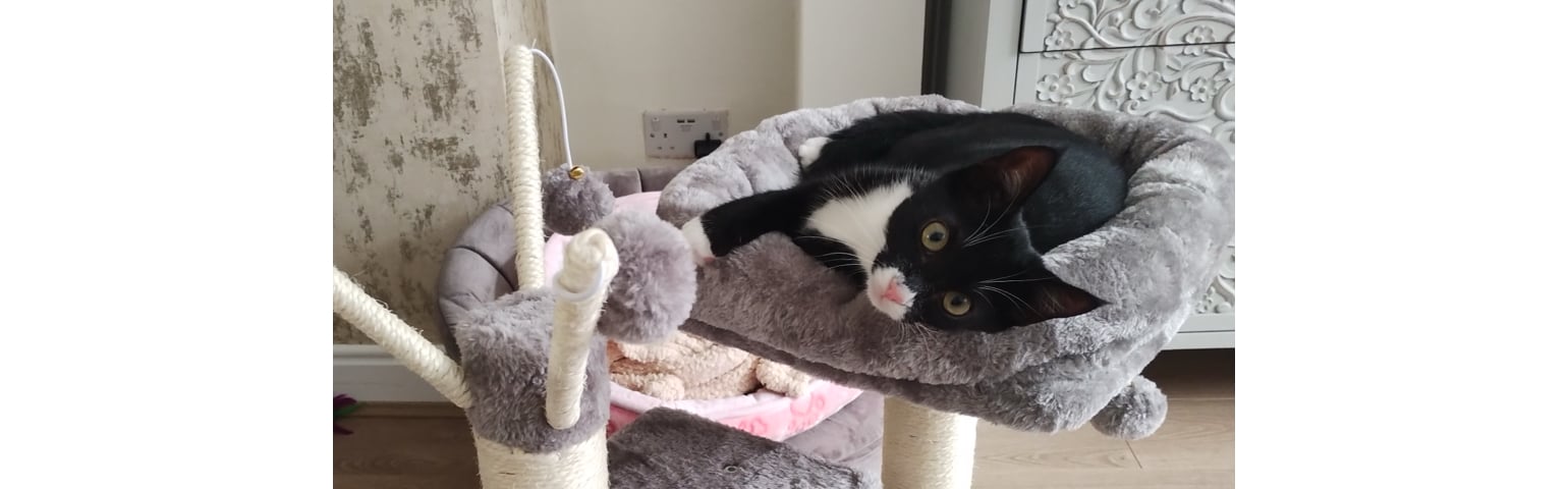picture of a cat laying on a cat tree