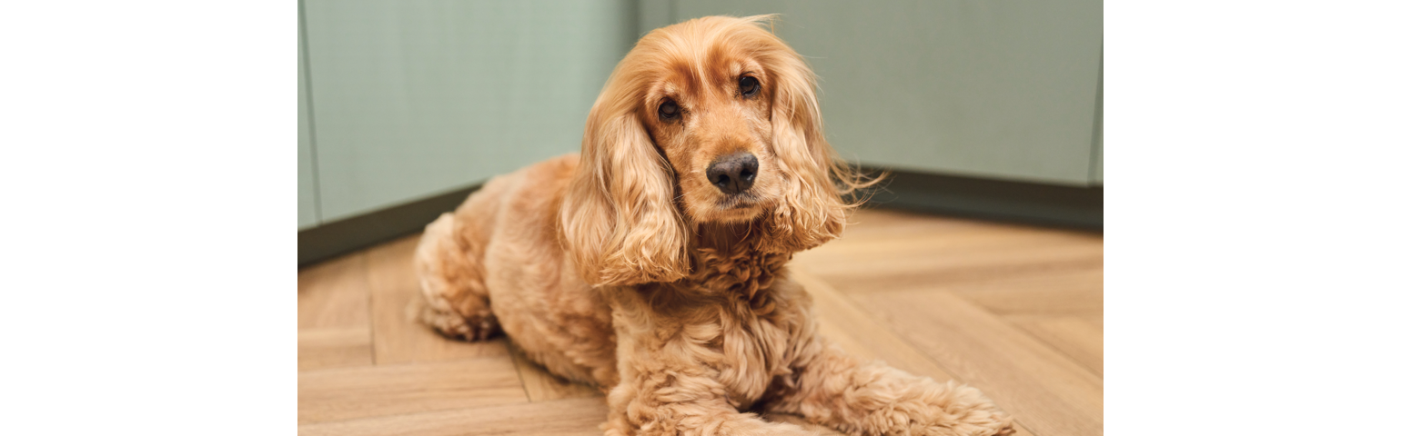 Image of a dog lying on the floor