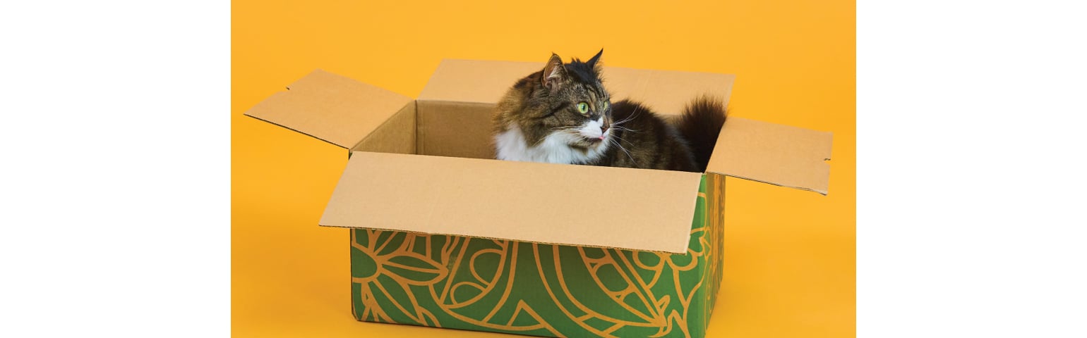 picture of a cat in a cardboard box