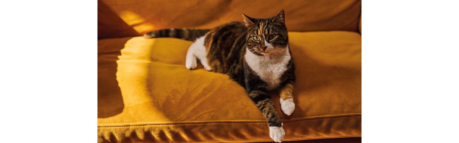 picture of a cat laying on a sofa