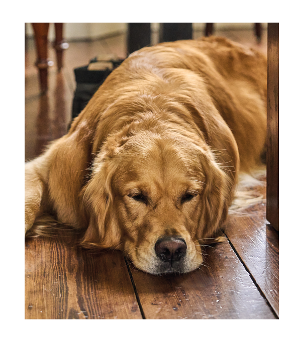 picture of a dog laying on the floor