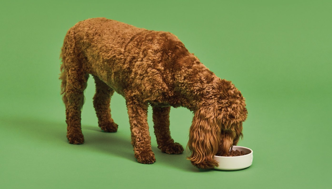 How to feed dogs with sensitive stomachs image