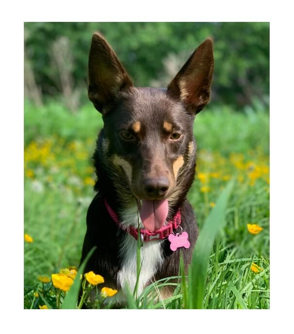 Black and tan dog with perked ears in a field with yellow flowers.