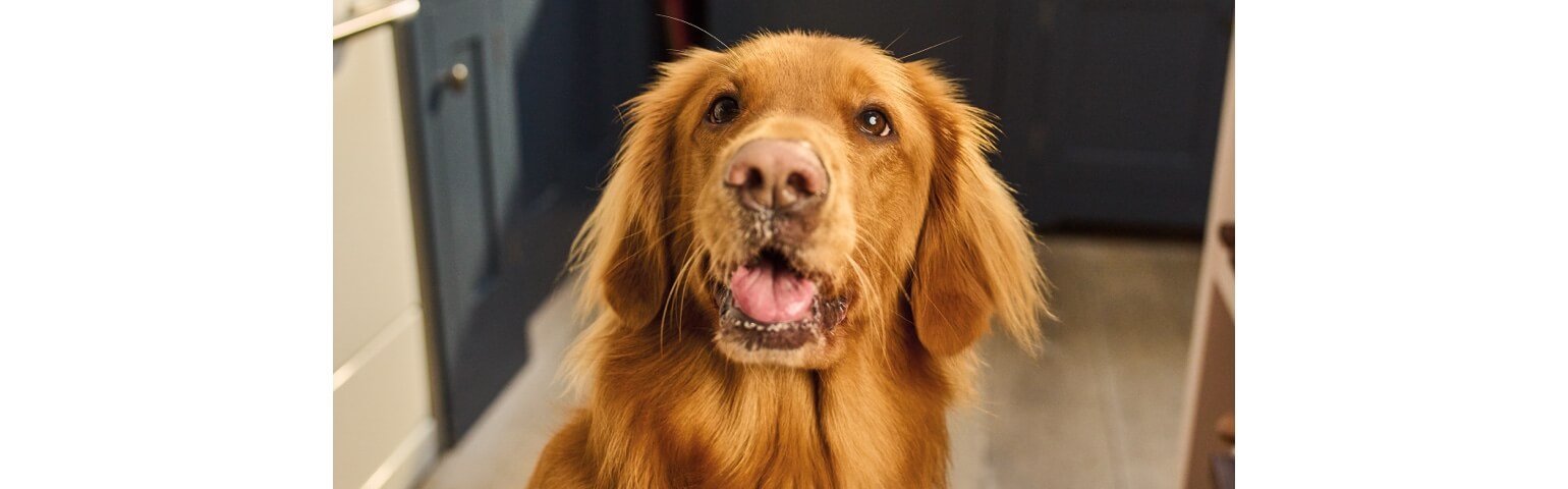 A golden retriever looking towards the camera with a happy expression.