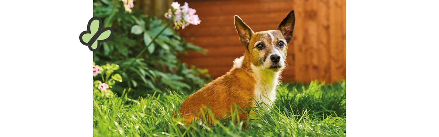 a dog sitting in the grass