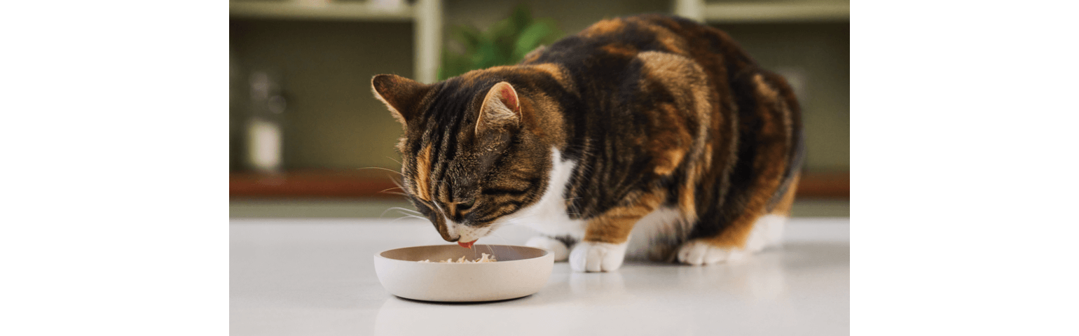 A cat eating from a bowl