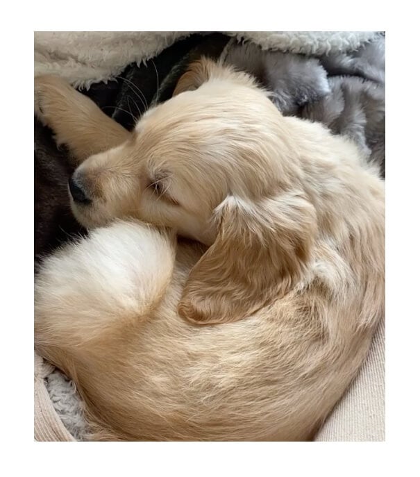Close-up of a sleeping golden retriever puppy on a furry blanket.