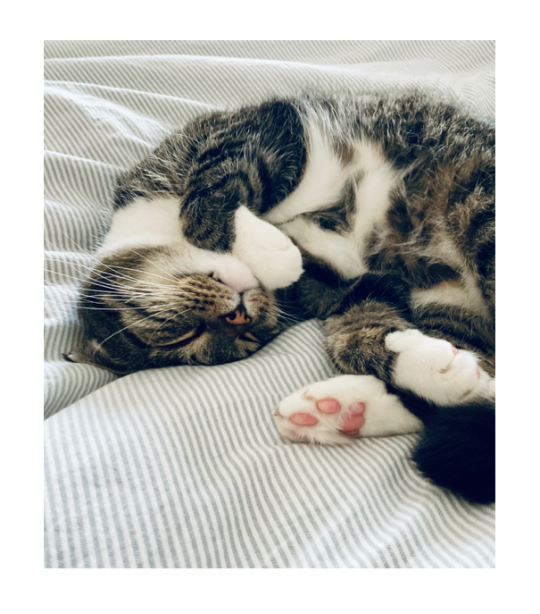 picture of a cat laying on a bed
