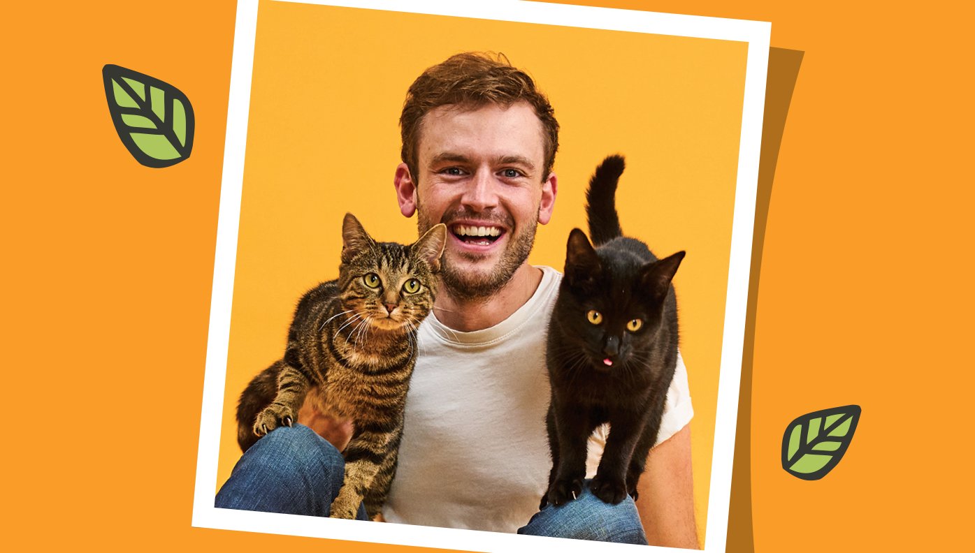 How to Introduce a Kitten to a Cat image