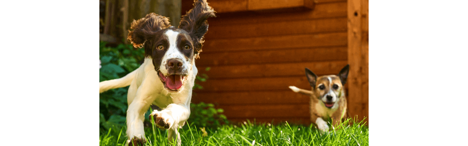 Two dogs running in the grass