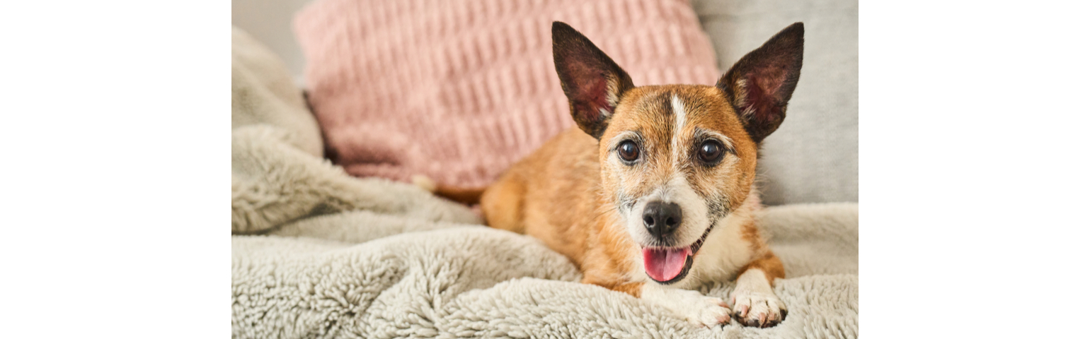 picture of a dog laying on a sofa