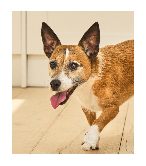 A dog walking on a hardwood floor