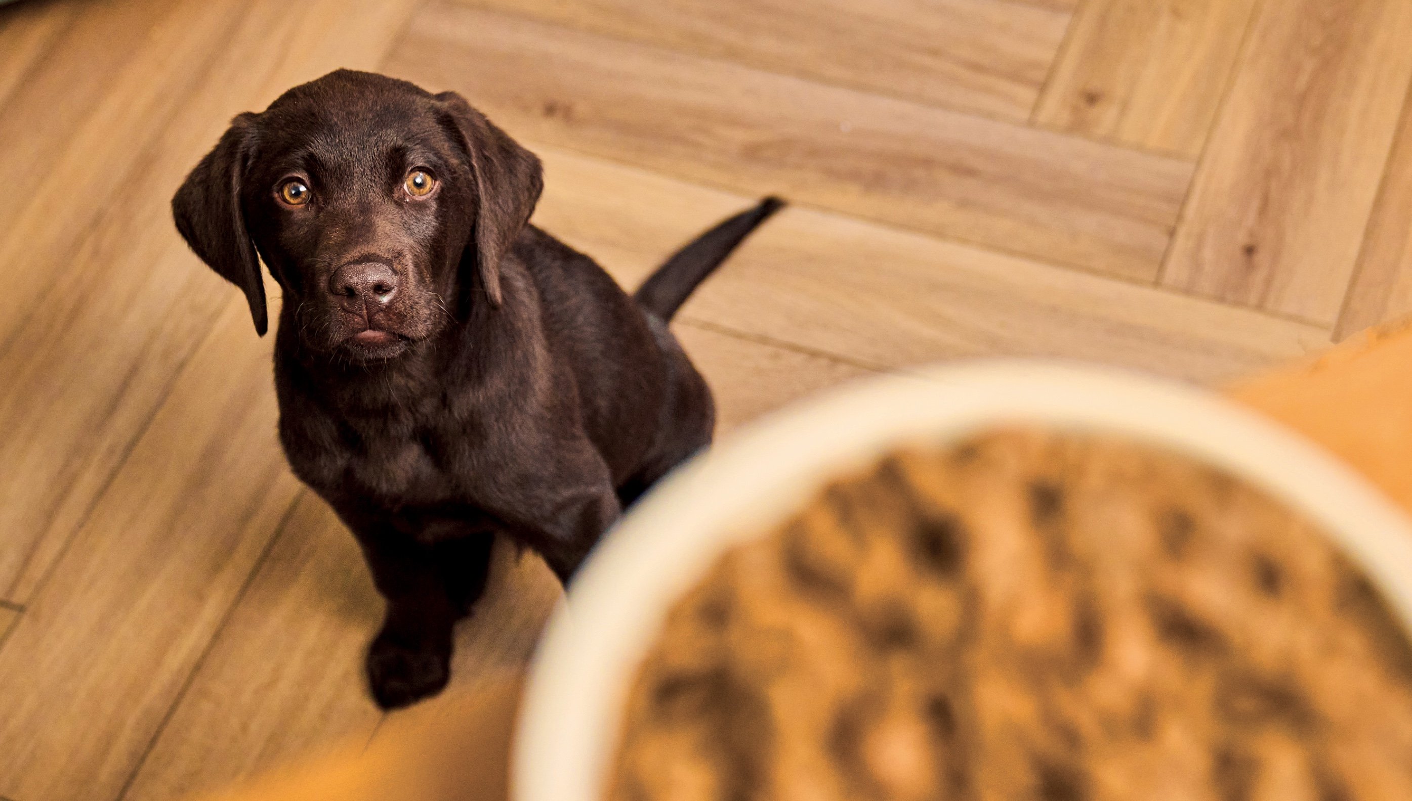 Overweight dogs: The ideal weight for your dog image