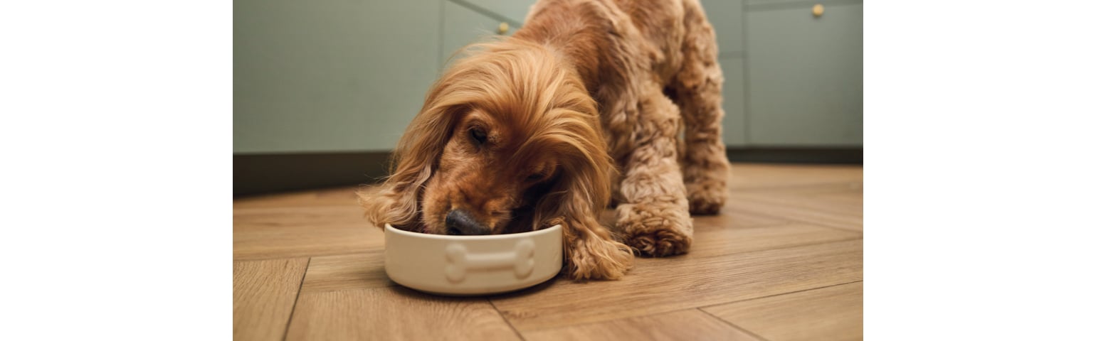 picture of a dog eating from a bowl