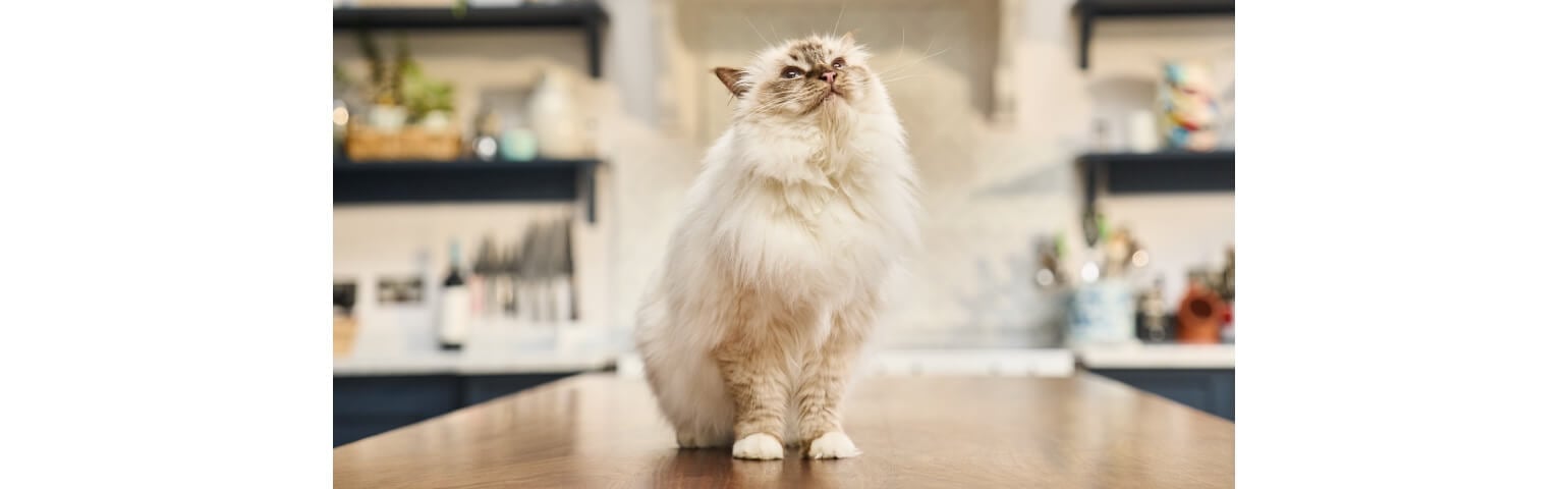 Fluffy Himalayan cat standing on a wooden table indoors.