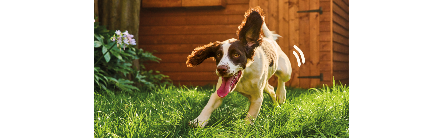 a dog running in the grass