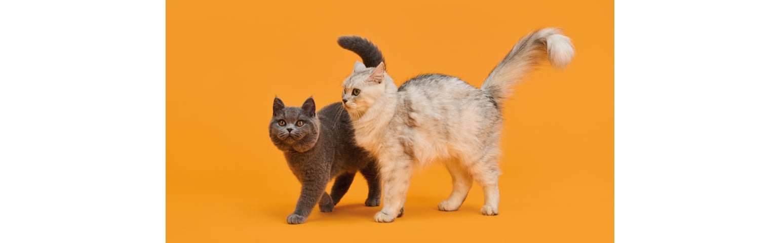 picture of 2 cats walking next to each other
