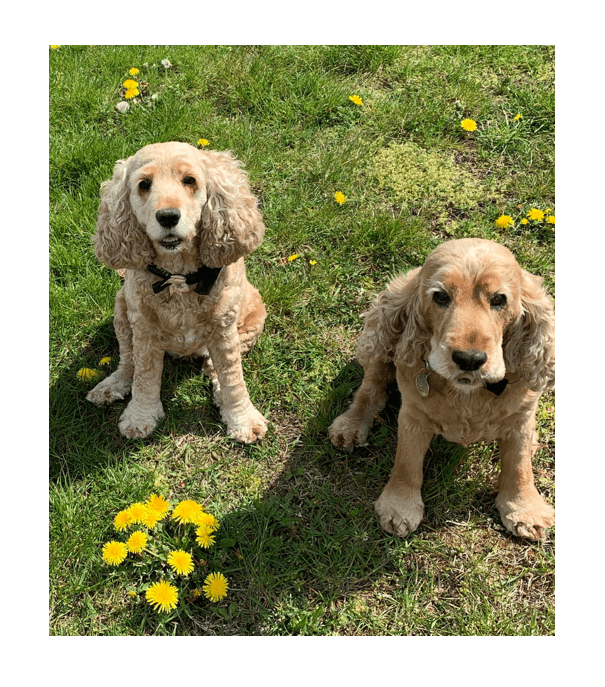 picture of two puppies sitting and looking at the camera