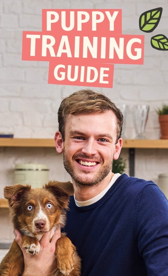 How to train your puppy with Rory the Vet