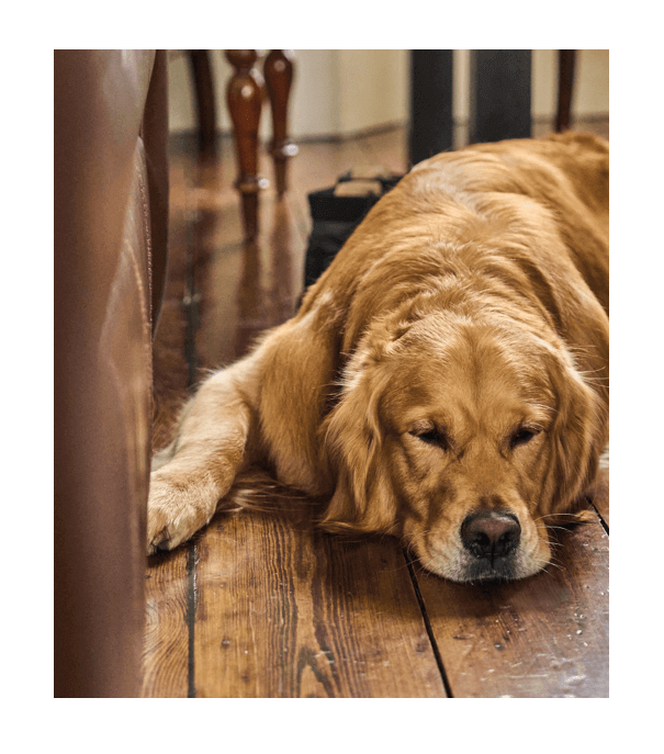 Image of a dog laying on the floor
