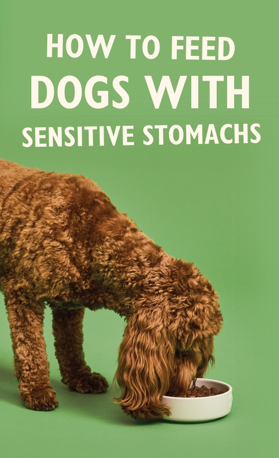 How to feed dogs with sensitive stomachs