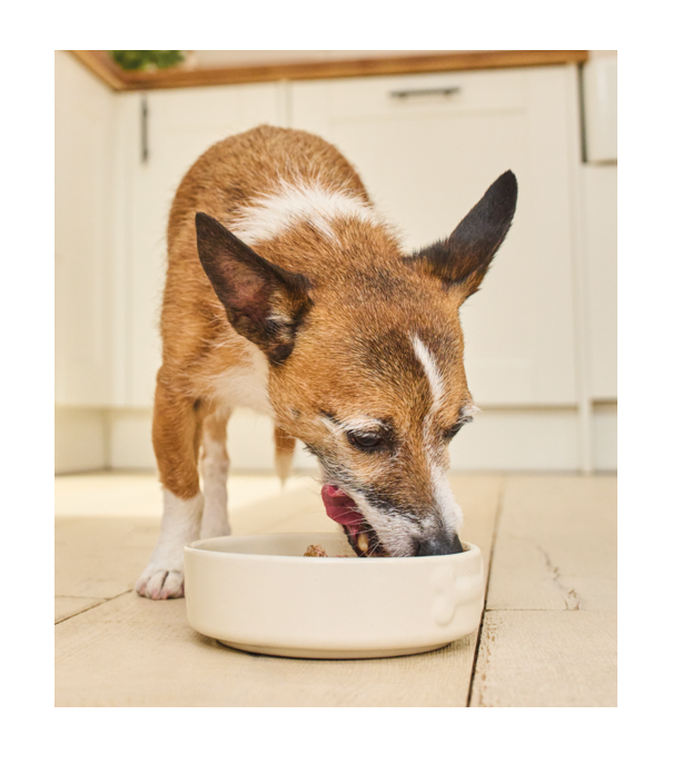 a dog eating out of a bowl