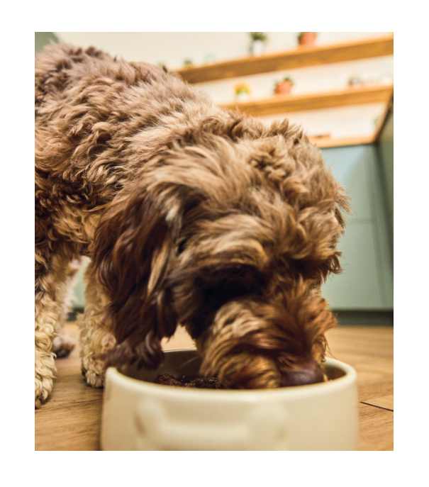 a dog eating out of a bowl