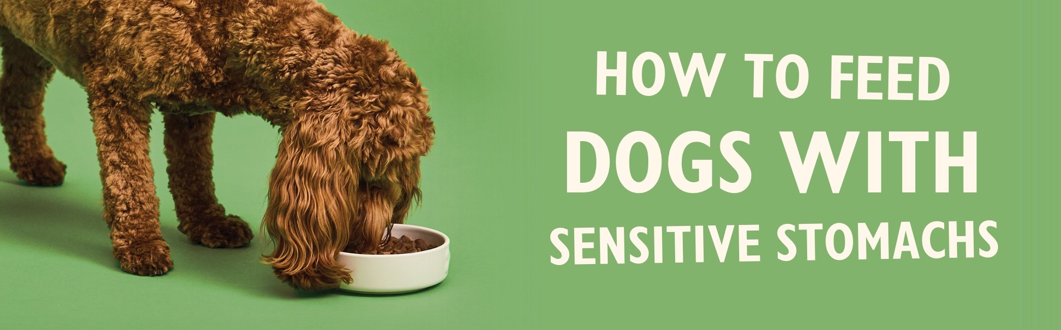 How to feed dogs with sensitive stomachs