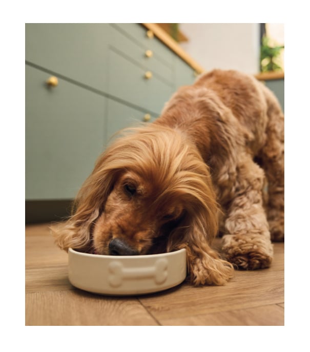 picture of a dog eating from a bowl