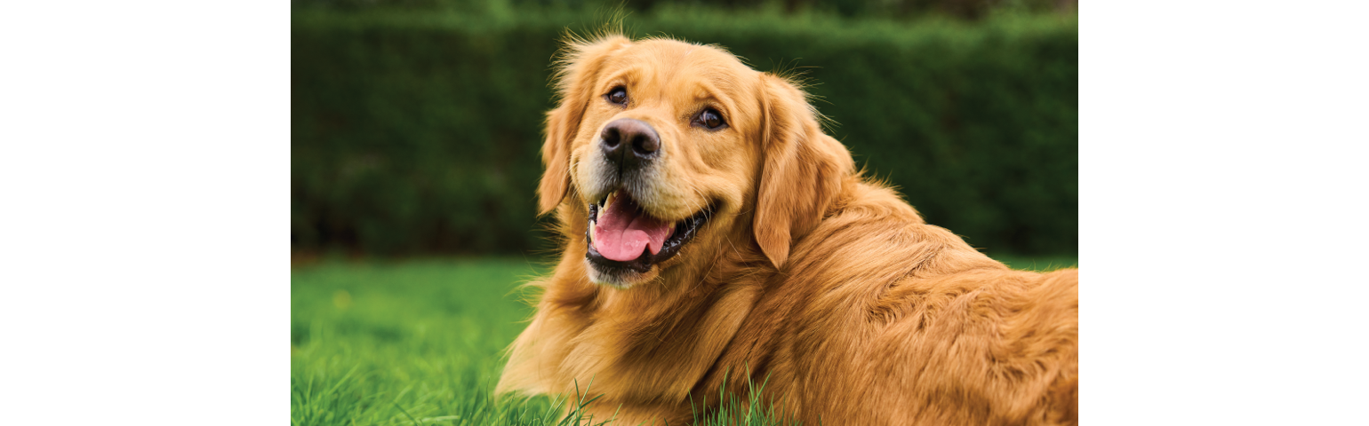 Image of a dog lying on the grass