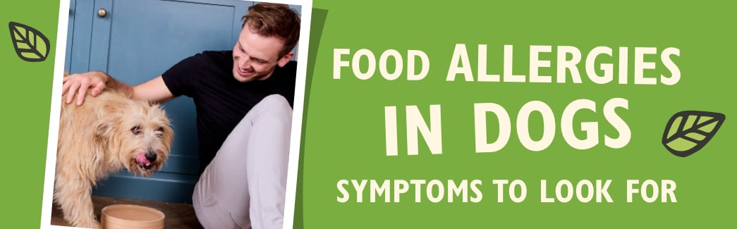 Food Allergies In Dogs - Symptoms To Look For With Rory the Vet