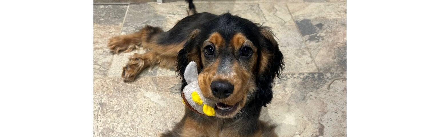 A long-haired dog with a plush toy in its mouth lying on a tiled floor.
