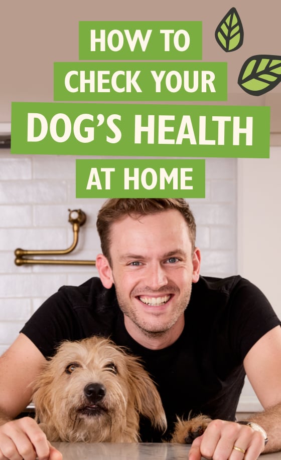 How to check your dog's health at home With Rory the Vet
