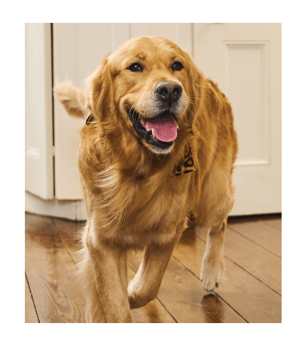 A dog walking in a kitchen