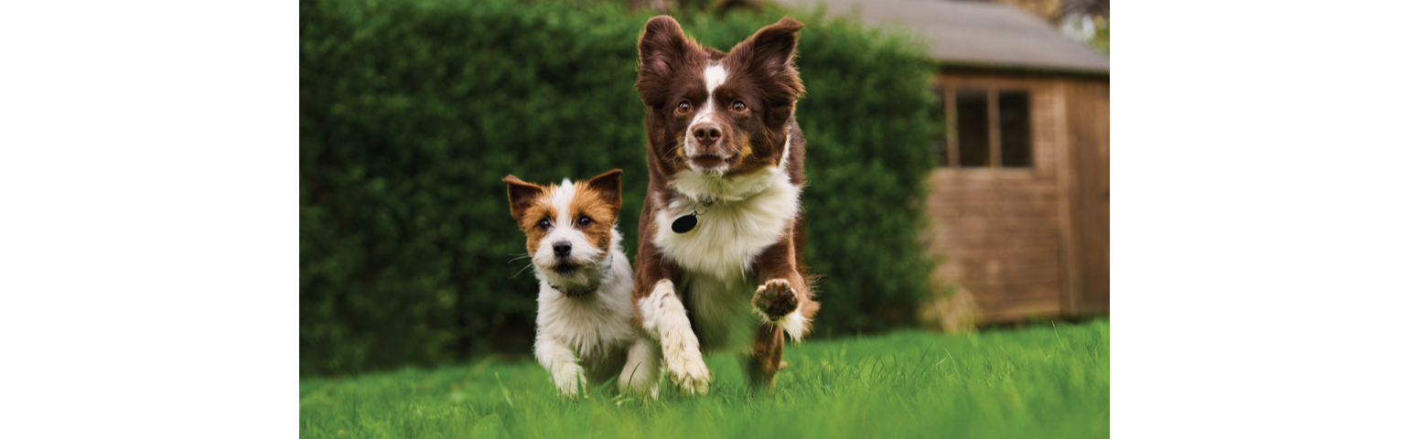 picture of 2 dogs running on the grass