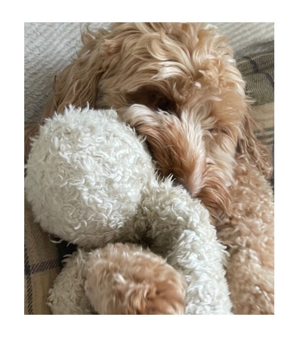 A fluffy, light-brown dog cuddling with a white plush toy on a patterned couch.