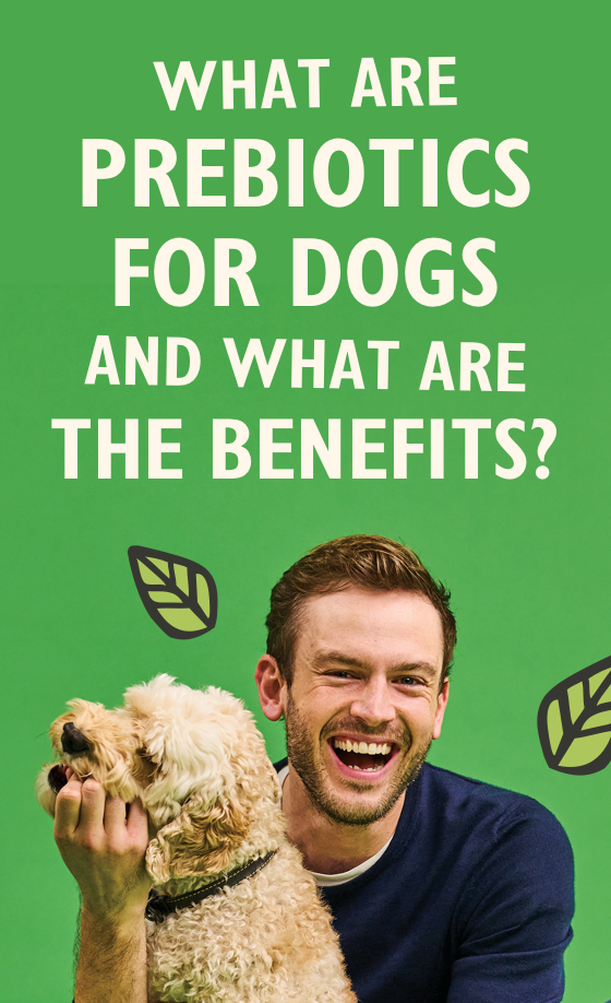 What Are Prebiotics For Dogs And What Are The Benefits with Rory the Vet