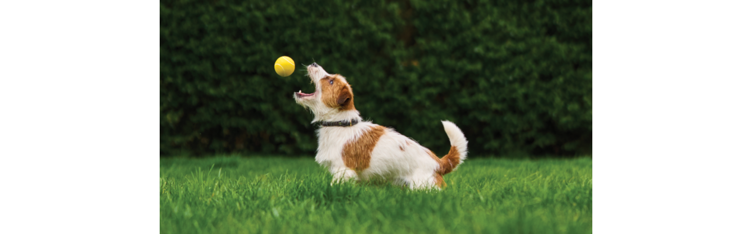 picture of a dog playing with a ball on the grass