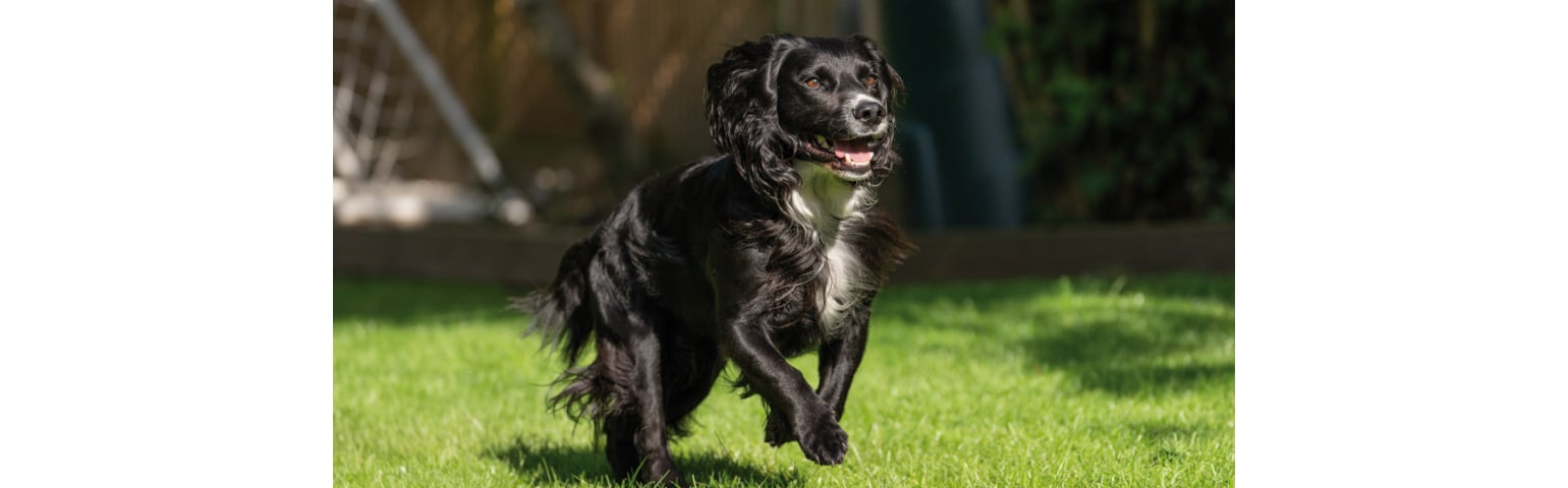 picture of a dog running on the grass