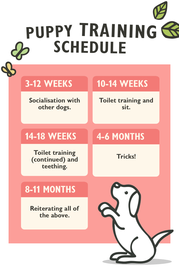 puppy training schedule chart