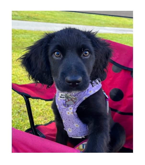 A black dog wearing a patterned bandana, sitting on a red chair with black spots outdoors.