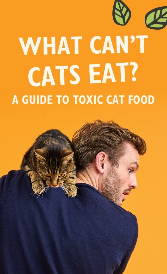 What can't cats eat? A guide to toxic cat foods with Rory the Vet