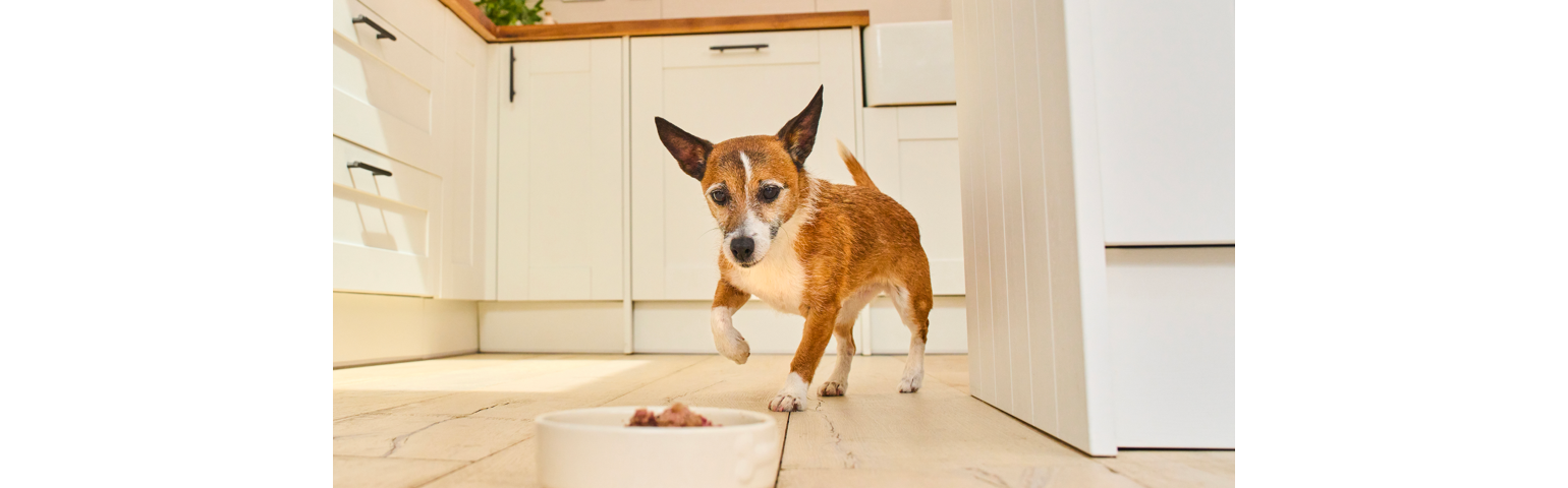 Image of a senior dog with a bowl of food